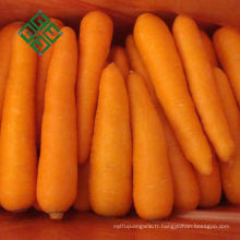 Carottes de haute qualité pour l&#39;exportation de carottes fraîches en vente chaude